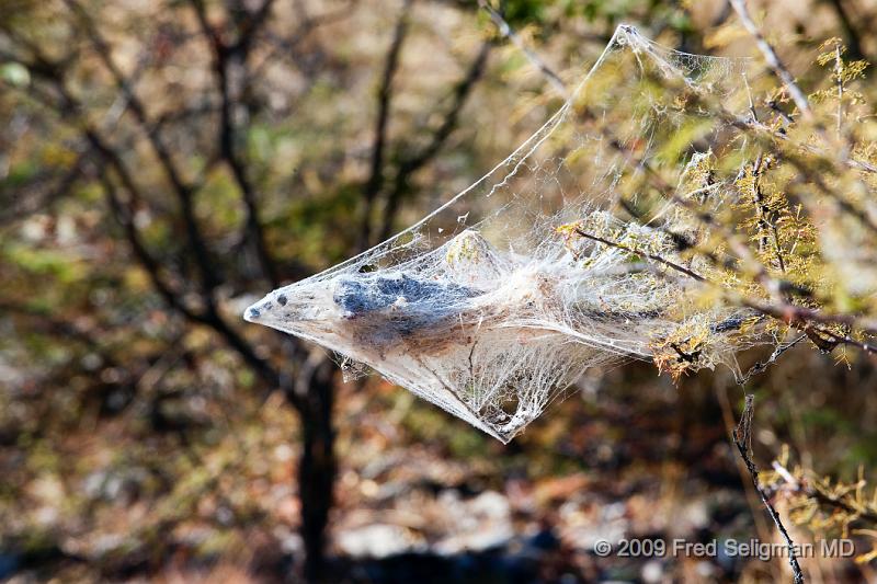 20090611_092717 D3 (1) X1.jpg - Spider Web, Etosha National Park, Namibia